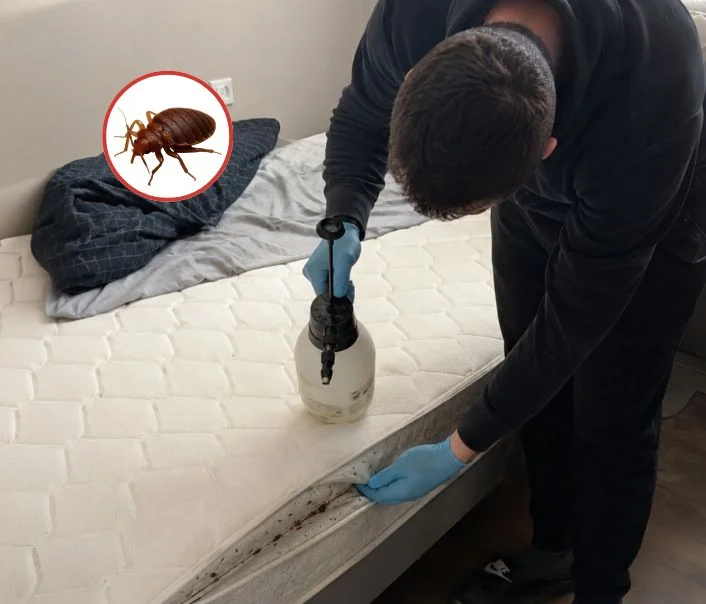 Technicien traitant un matelas contre les punaises de lit à Dammarie-les-Lys